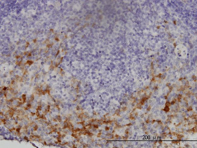 GCH1 Antibody in Immunohistochemistry (Paraffin) (IHC (P))