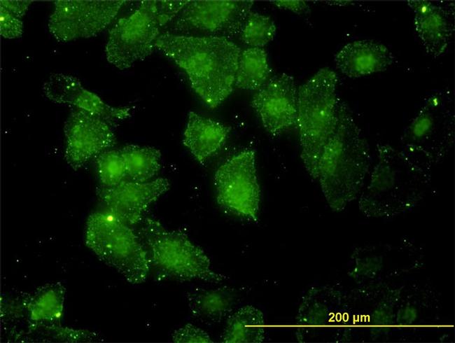 GCLC Antibody in Immunocytochemistry (ICC/IF)