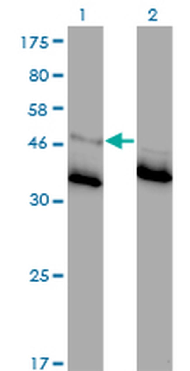 GLRA1 Antibody in Western Blot (WB)