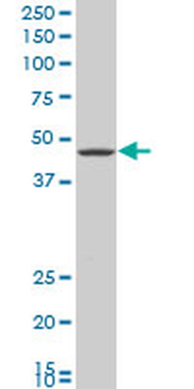 GNAI2 Antibody in Western Blot (WB)