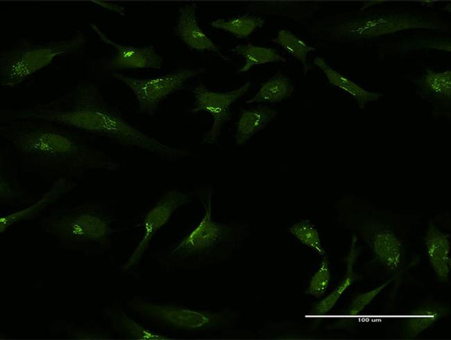 GOLGA1 Antibody in Immunocytochemistry (ICC/IF)