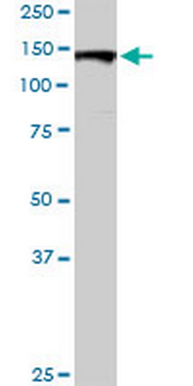 GOLGA2 Antibody in Western Blot (WB)