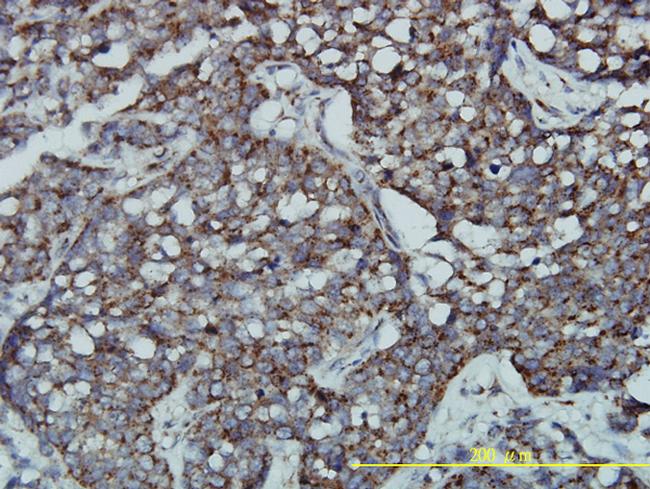 GPR3 Antibody in Immunohistochemistry (Paraffin) (IHC (P))