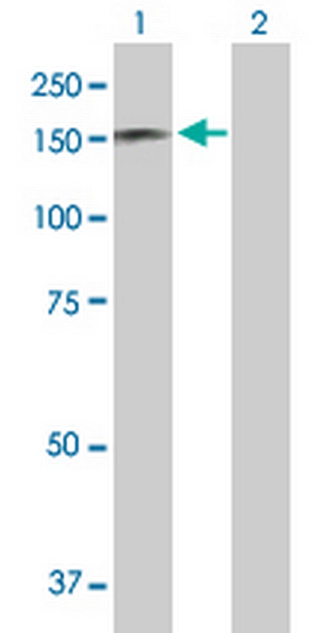 RAPGEF1 Antibody in Western Blot (WB)