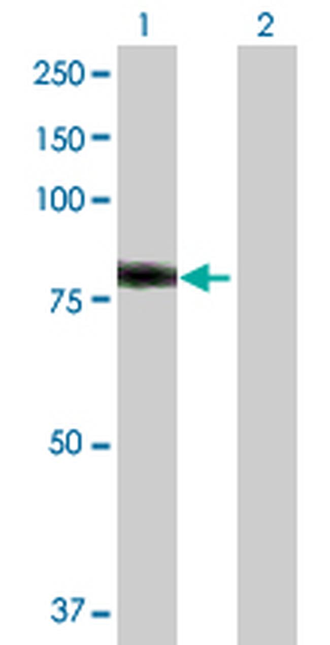 HAL Antibody in Western Blot (WB)