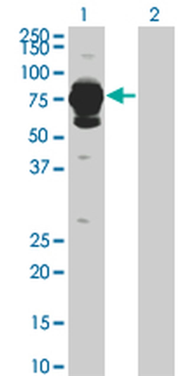 HAL Antibody in Western Blot (WB)