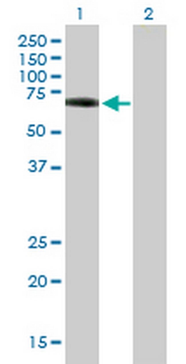 HCK Antibody in Western Blot (WB)