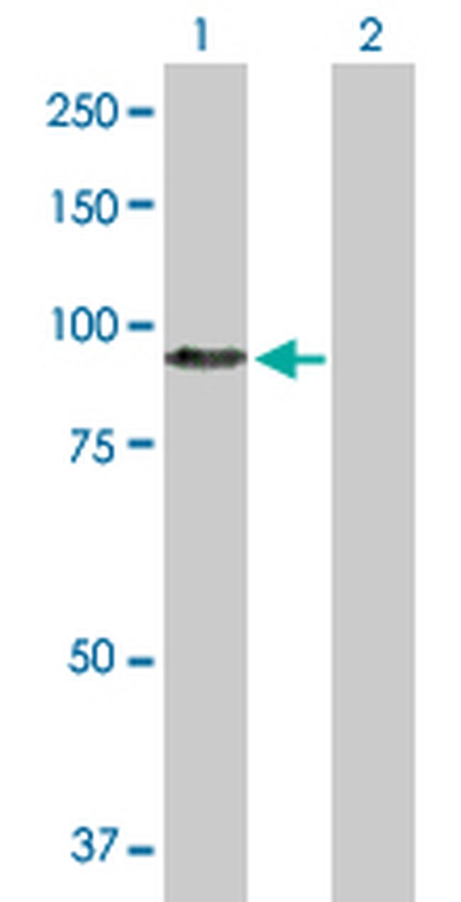 HGF Antibody in Western Blot (WB)