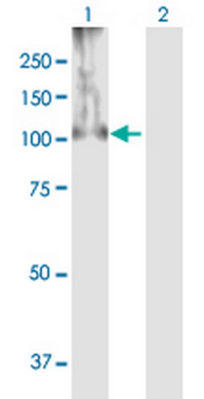 HIF1A Antibody in Western Blot (WB)