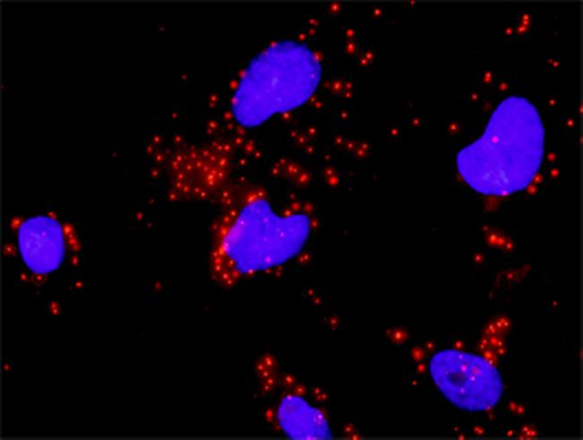 HIF1A Antibody in Proximity Ligation Assay (PLA) (PLA)