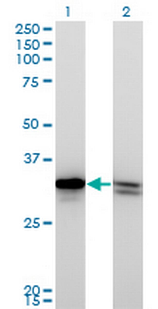 HMGB1 Antibody in Western Blot (WB)