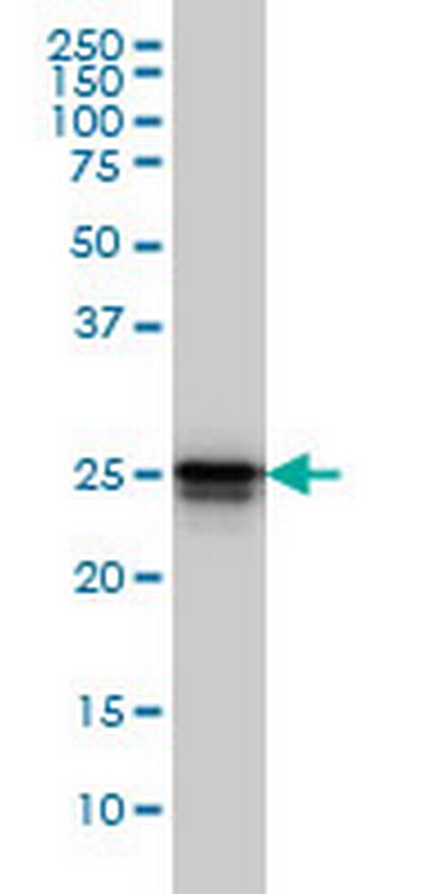 HMGB1 Antibody in Western Blot (WB)