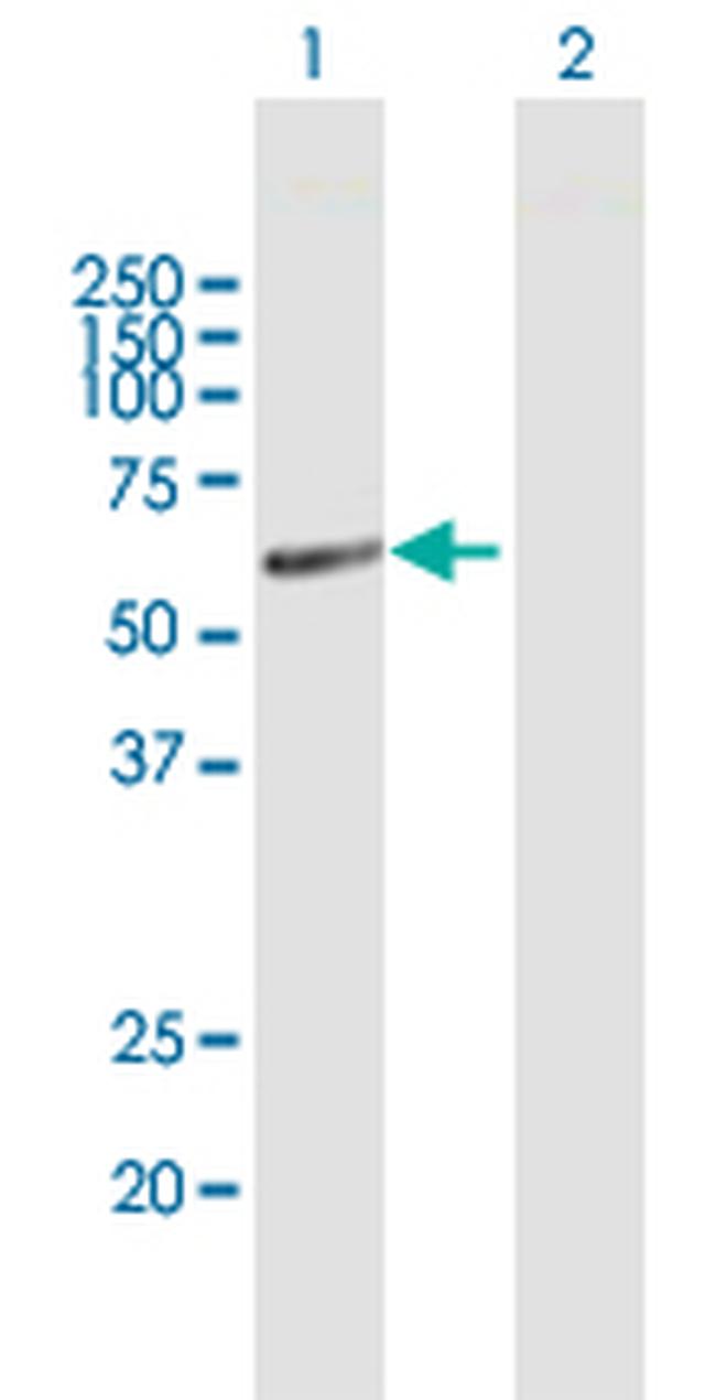 HMGCS1 Antibody in Western Blot (WB)