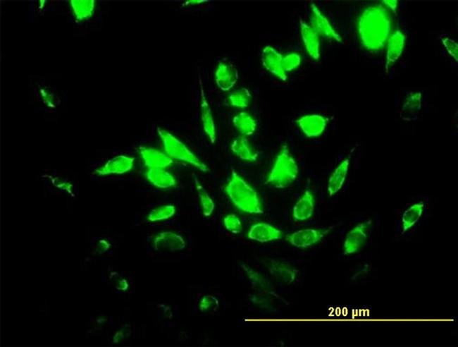 HMOX1 Antibody in Immunocytochemistry (ICC/IF)