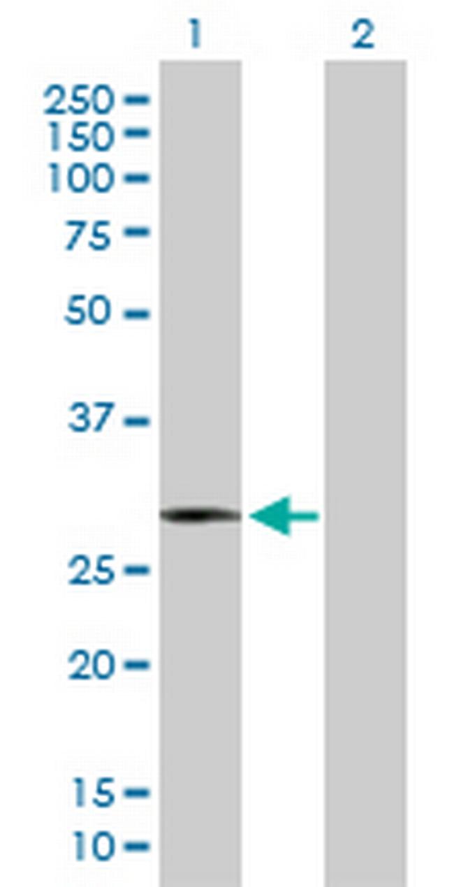 HMOX1 Antibody in Western Blot (WB)