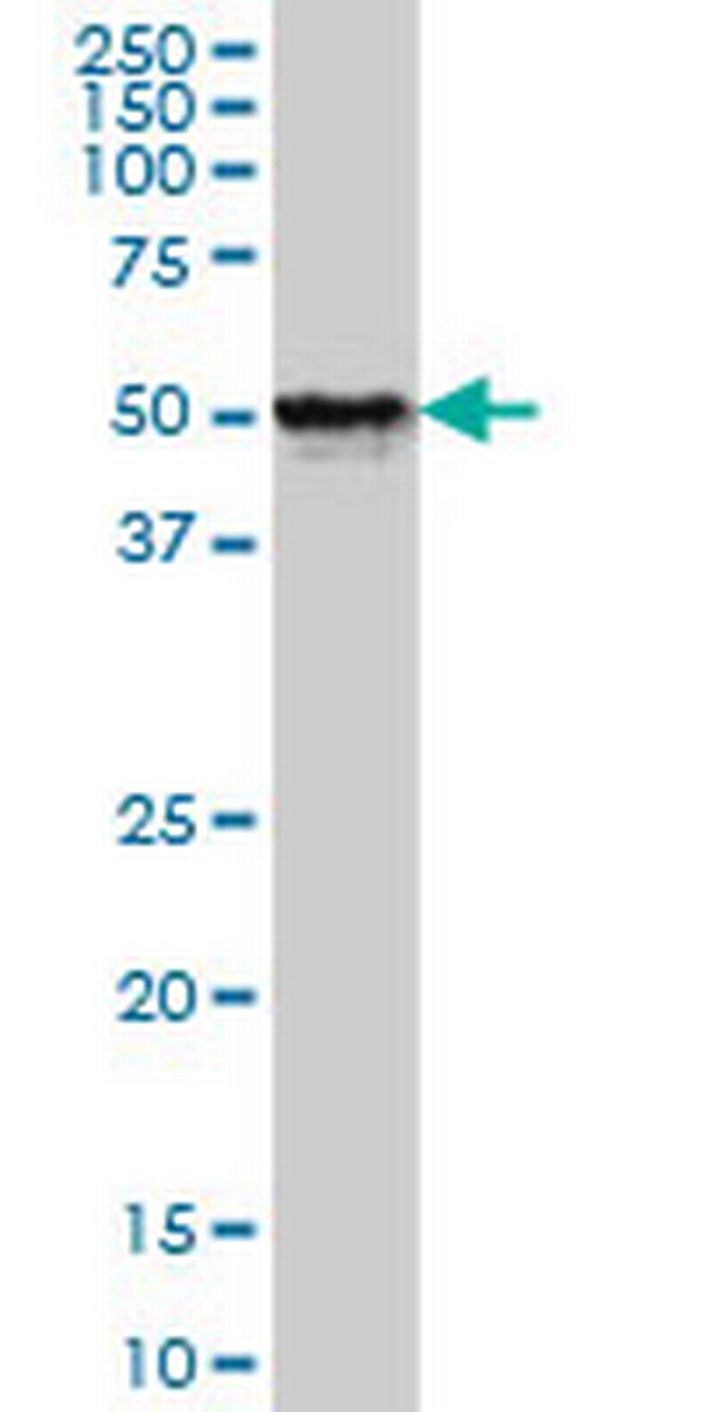 FOXA1 Antibody in Western Blot (WB)