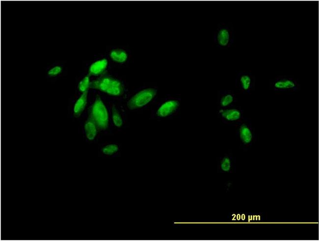 FOXA2 Antibody in Immunocytochemistry (ICC/IF)