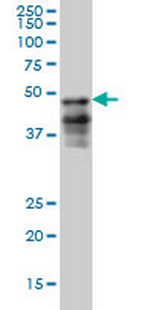 FOXA2 Antibody in Western Blot (WB)