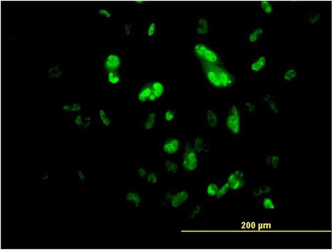 FOXA2 Antibody in Immunocytochemistry (ICC/IF)