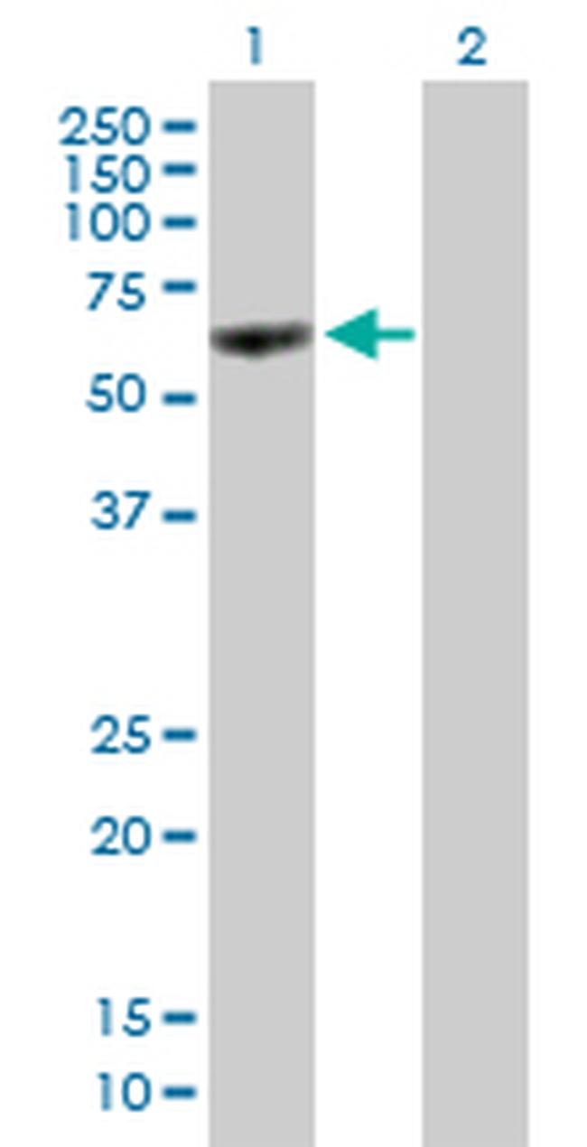 HNF4A Antibody in Western Blot (WB)