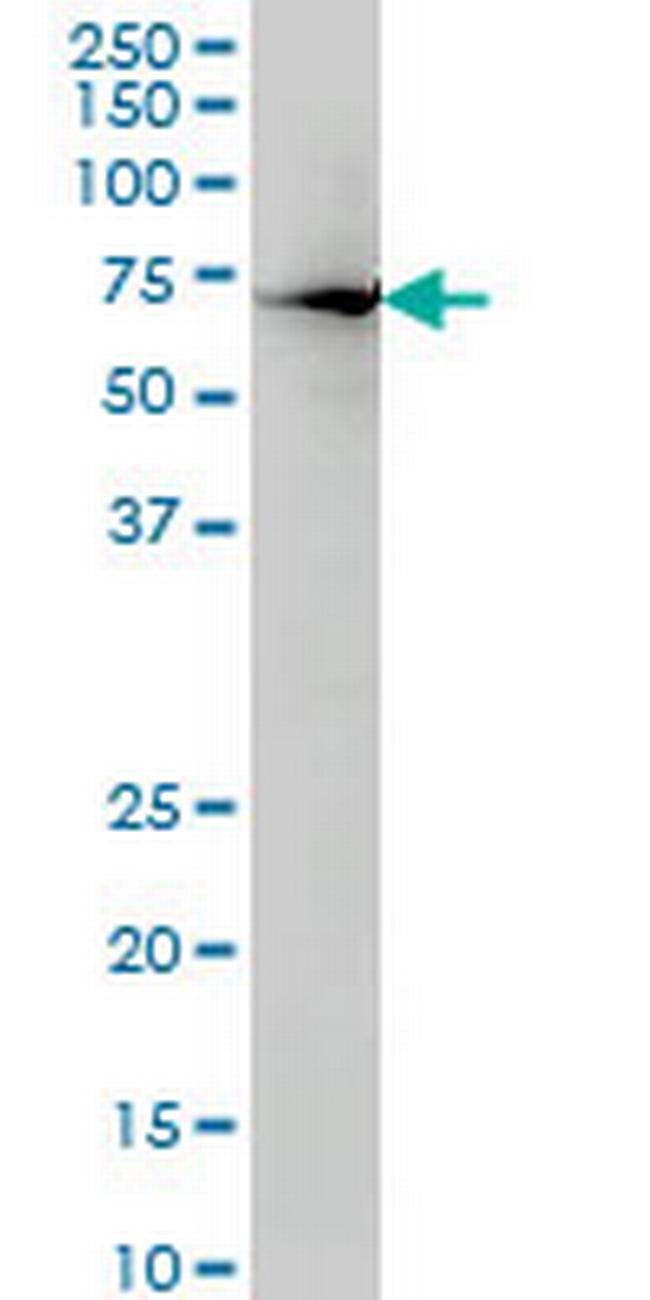 HNF4A Antibody in Western Blot (WB)