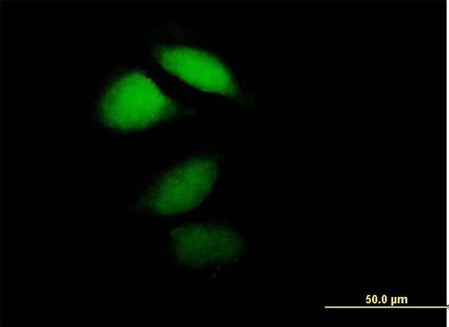 HPCA Antibody in Immunocytochemistry (ICC/IF)