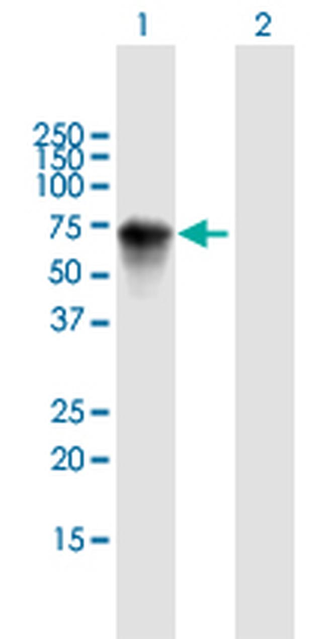 HRG Antibody in Western Blot (WB)