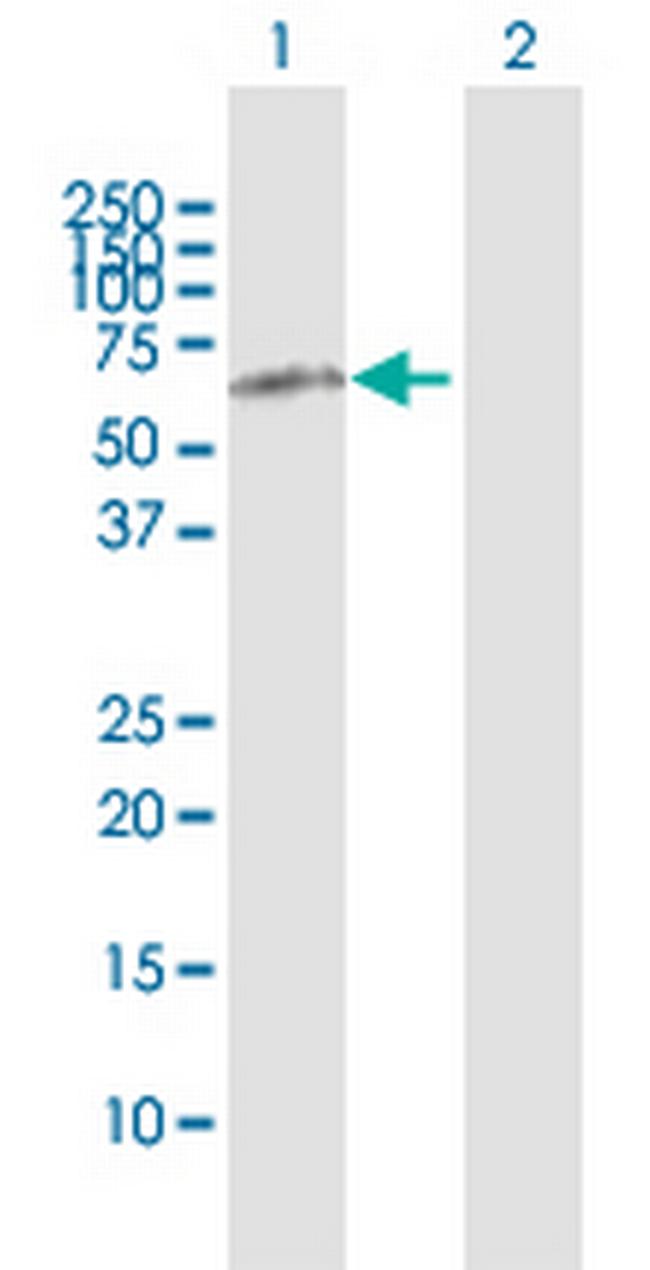 HRG Antibody in Western Blot (WB)