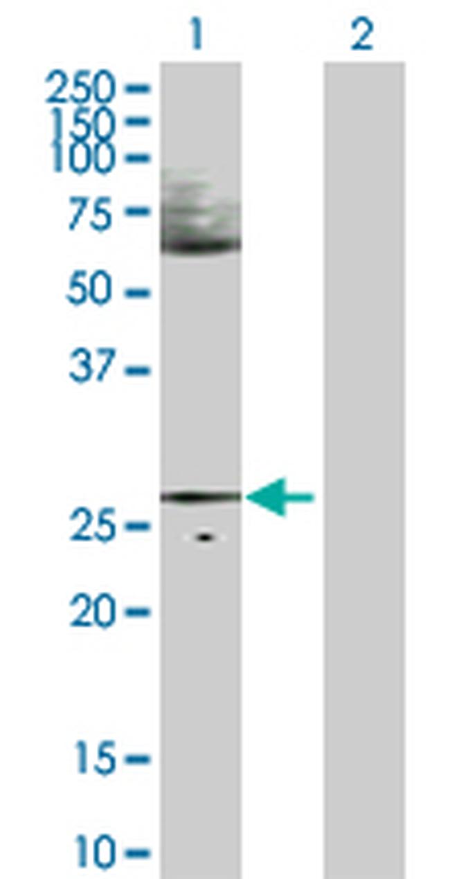 HES1 Antibody in Western Blot (WB)