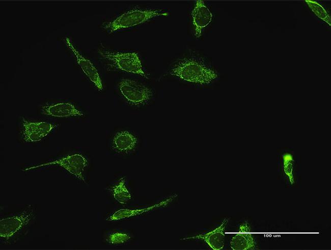 HSPA9 Antibody in Immunocytochemistry (ICC/IF)