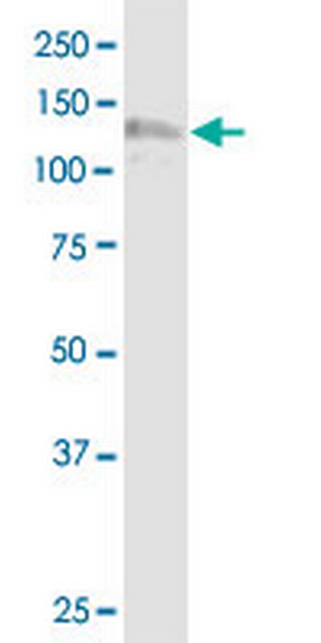 NDST1 Antibody in Western Blot (WB)