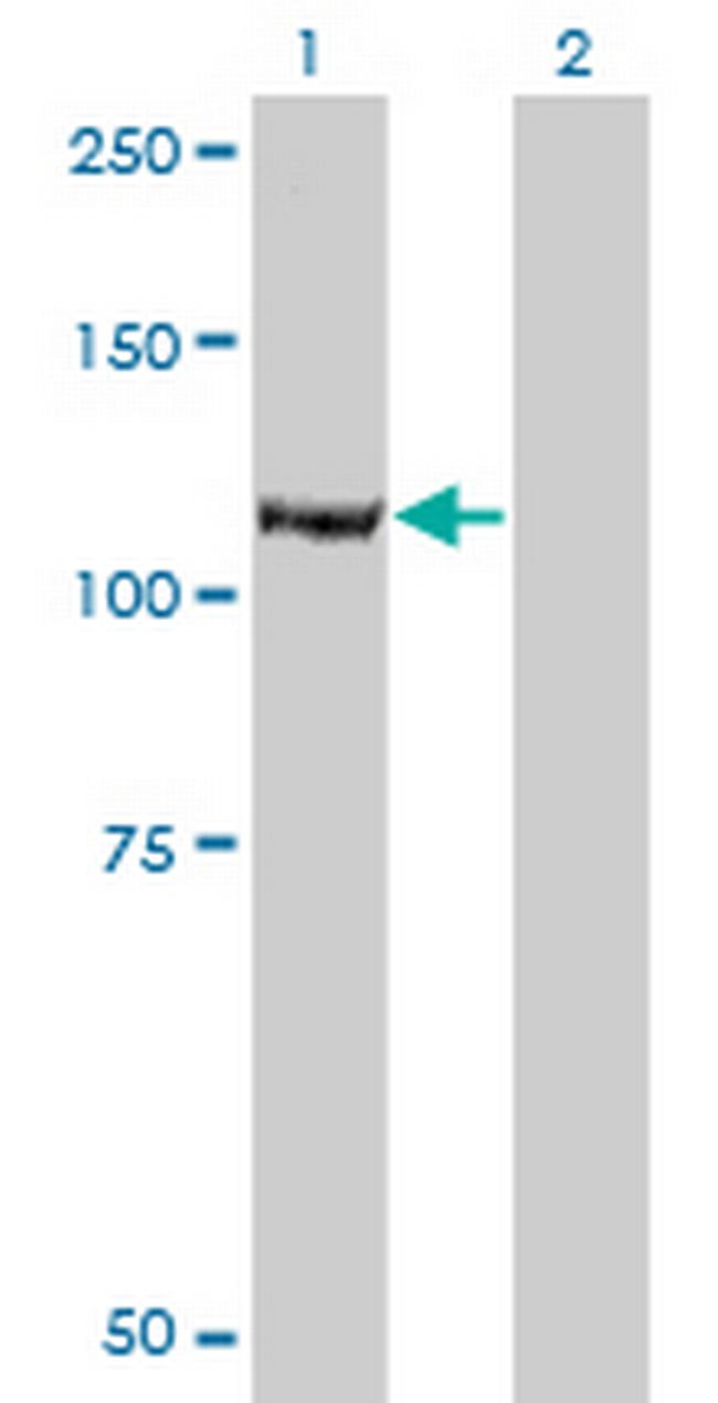 IARS Antibody in Western Blot (WB)