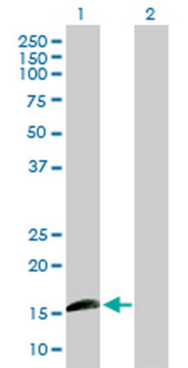 ID1 Antibody in Western Blot (WB)