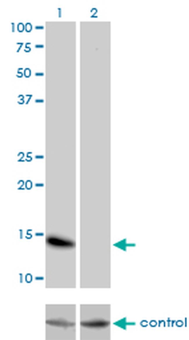 ID3 Antibody in Western Blot (WB)