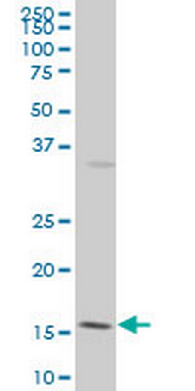 ID3 Antibody in Western Blot (WB)