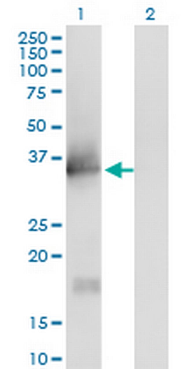 IL1A Antibody in Western Blot (WB)