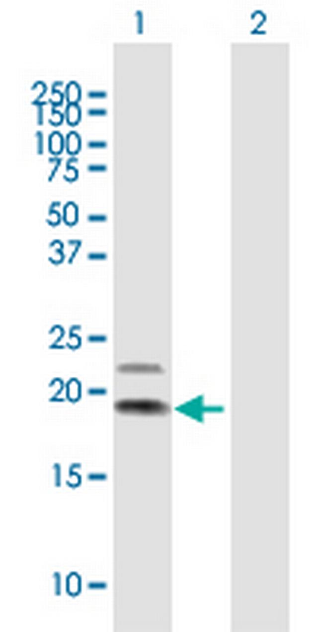 IL4 Antibody in Western Blot (WB)