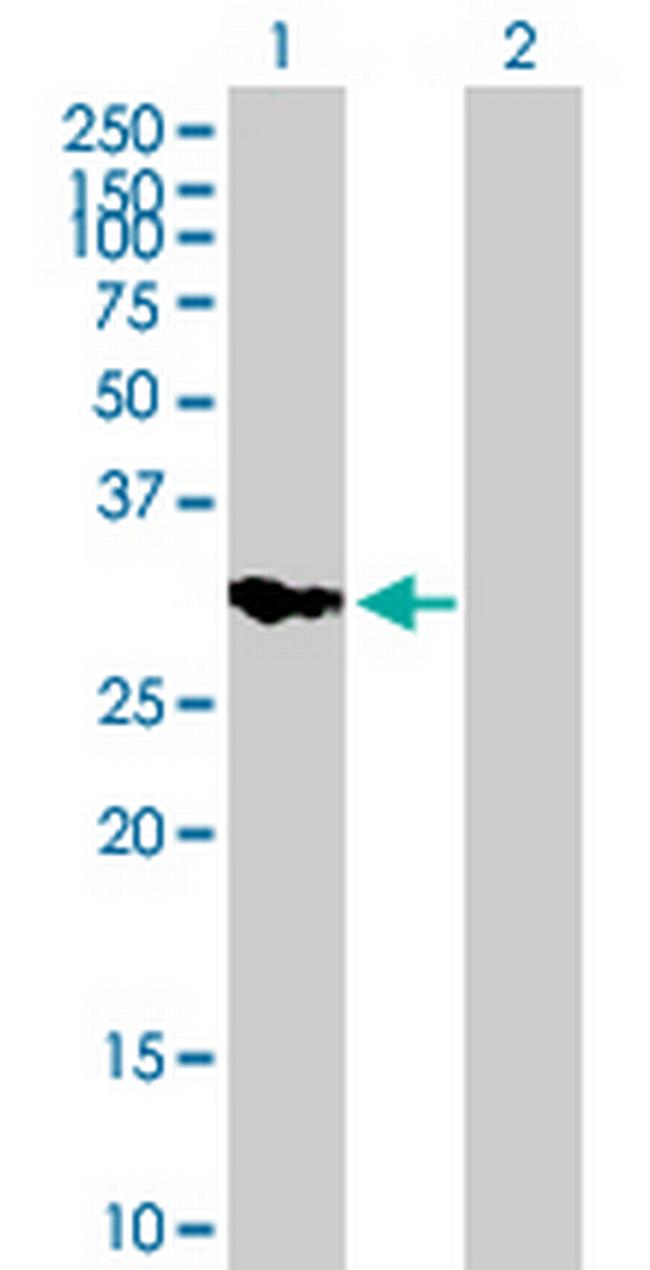 IMPA2 Antibody in Western Blot (WB)