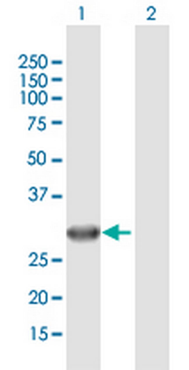 IMPA2 Antibody in Western Blot (WB)