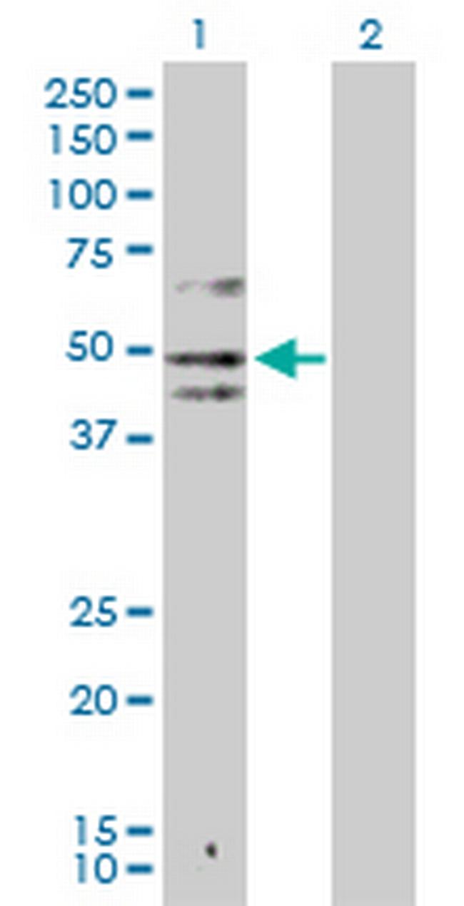 IDO1 Antibody in Western Blot (WB)