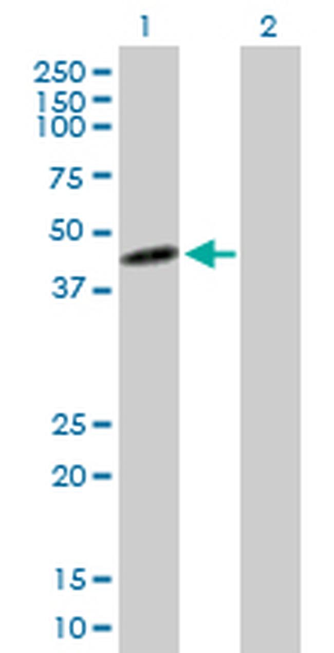 IDO1 Antibody in Western Blot (WB)