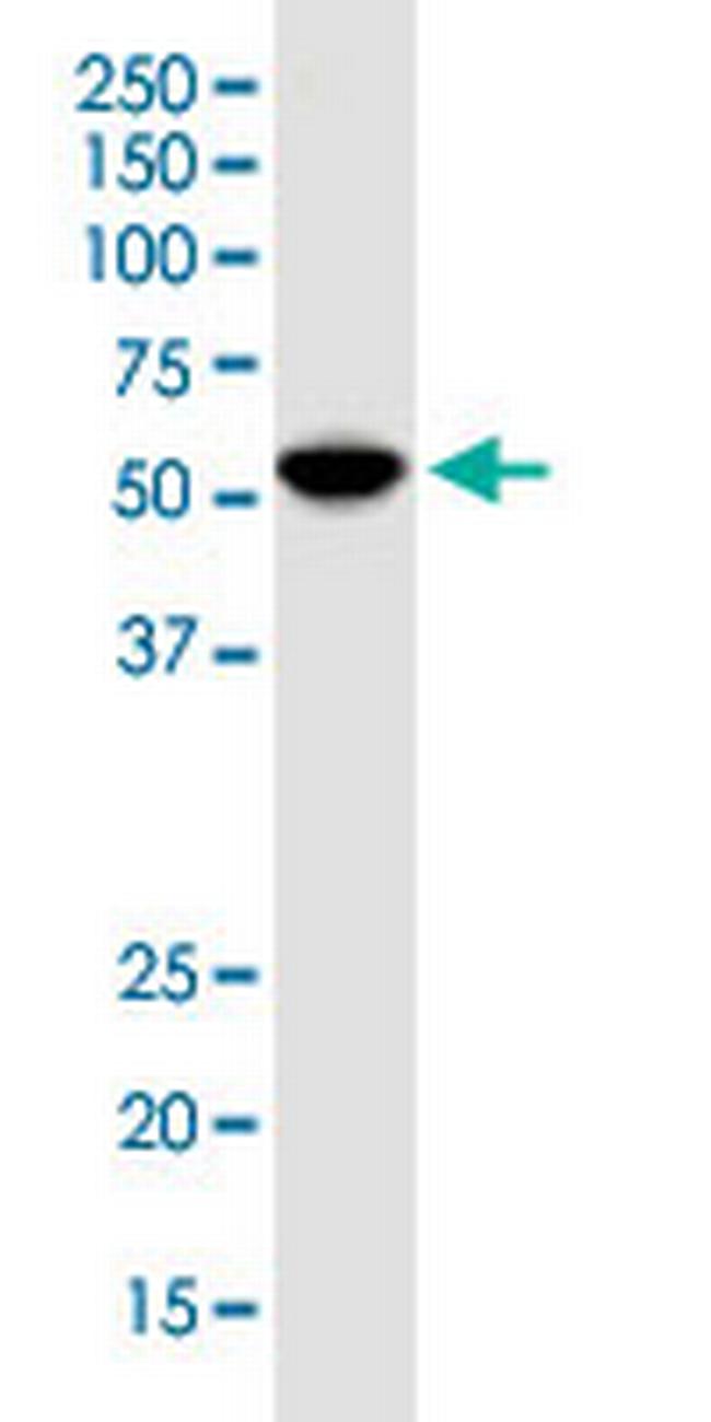 IDO1 Antibody in Western Blot (WB)