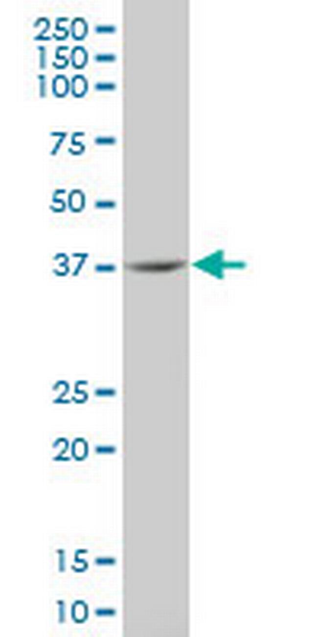 IDO1 Antibody in Western Blot (WB)