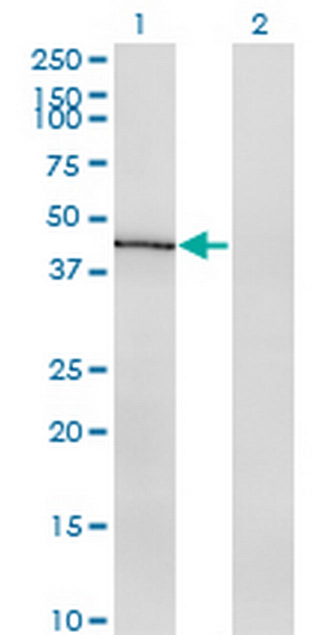 IDO1 Antibody in Western Blot (WB)