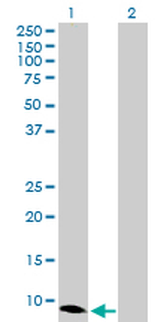 CXCL10 Antibody in Western Blot (WB)