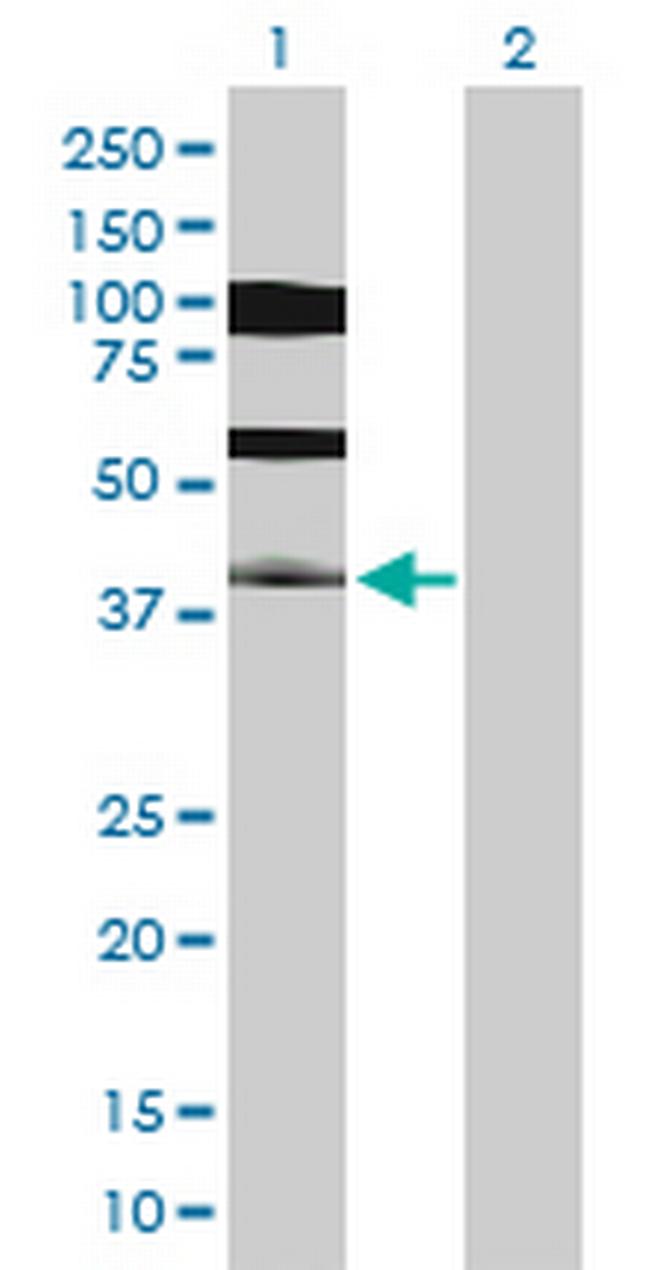 PDX1 Antibody in Western Blot (WB)