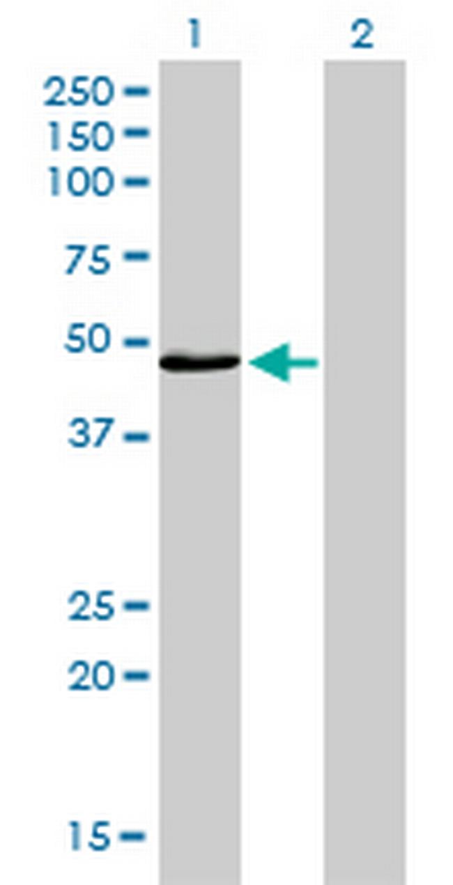 IRF4 Antibody in Western Blot (WB)