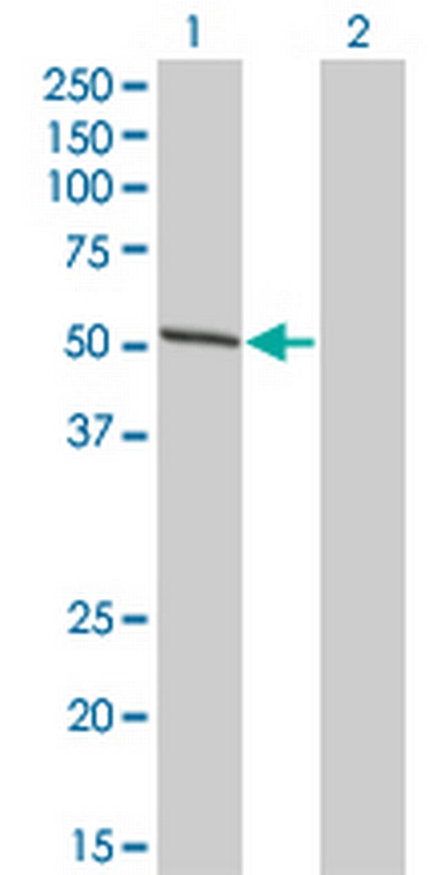 IRF4 Antibody in Western Blot (WB)