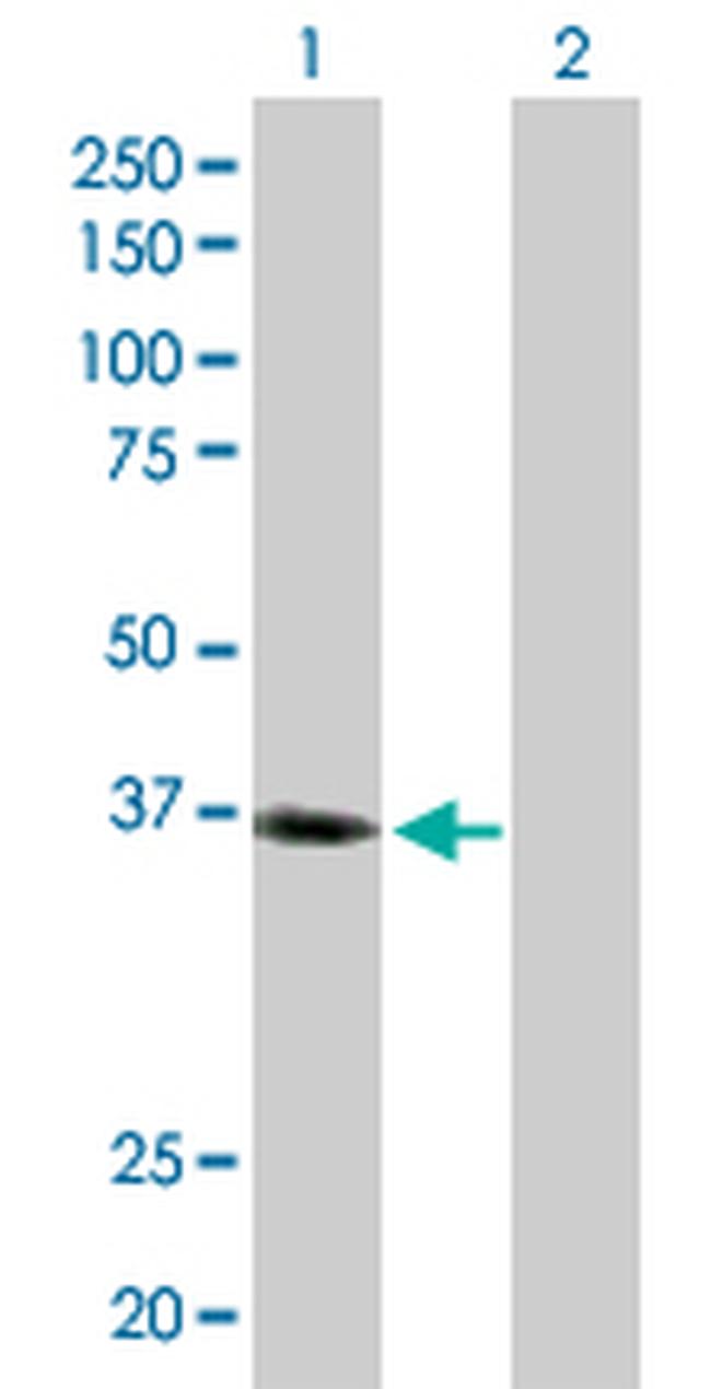 LAIR1 Antibody in Western Blot (WB)