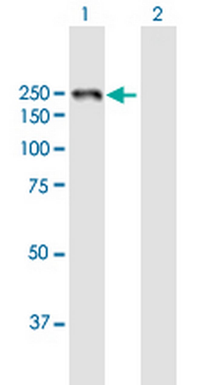 LAMB1 Antibody in Western Blot (WB)